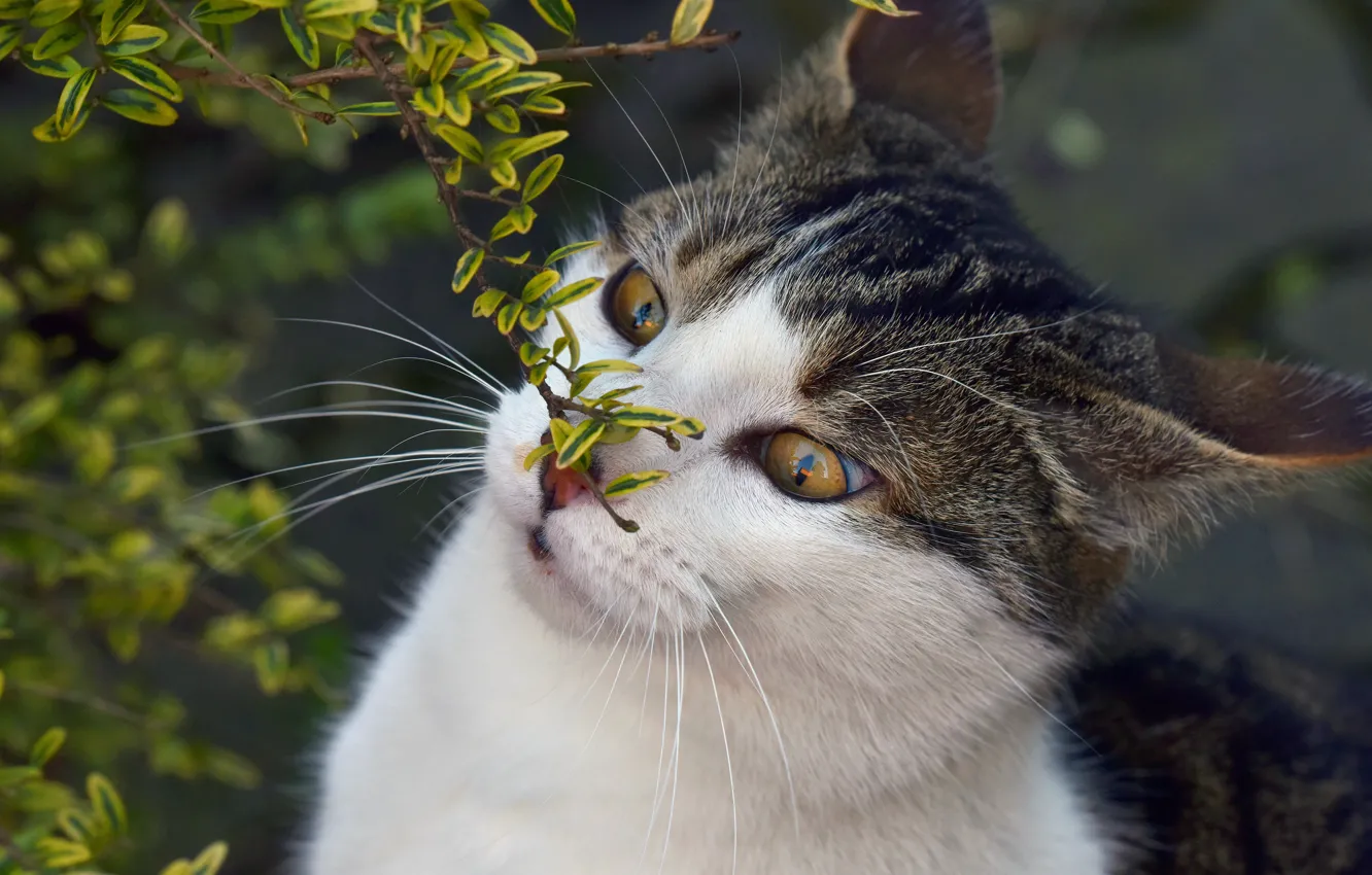 Фото обои кошка, глаза, кот, морда, листья, природа, фон, портрет