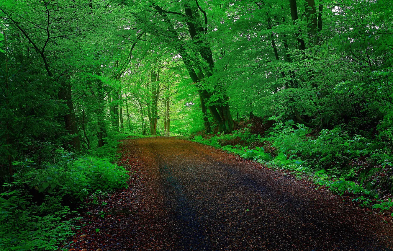 Фото обои дорога, лес, деревья, тоннель