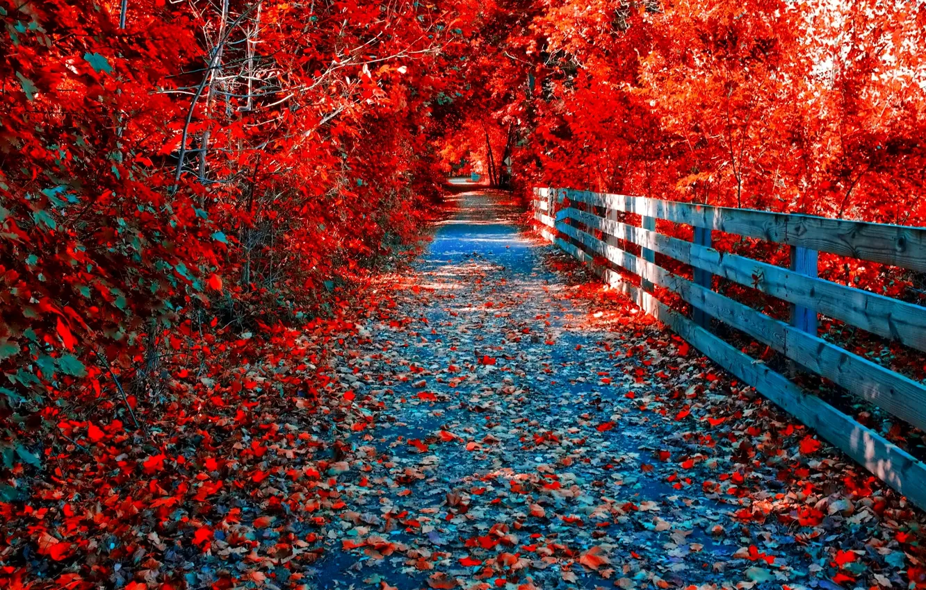 Фото обои осень, лес, листья, деревья, парк, мостик, тропинка, багрянец