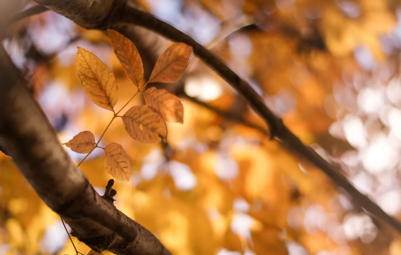 Фото обои листья, солнце, макро, деревья, желтый, фон, дерево, widescreen