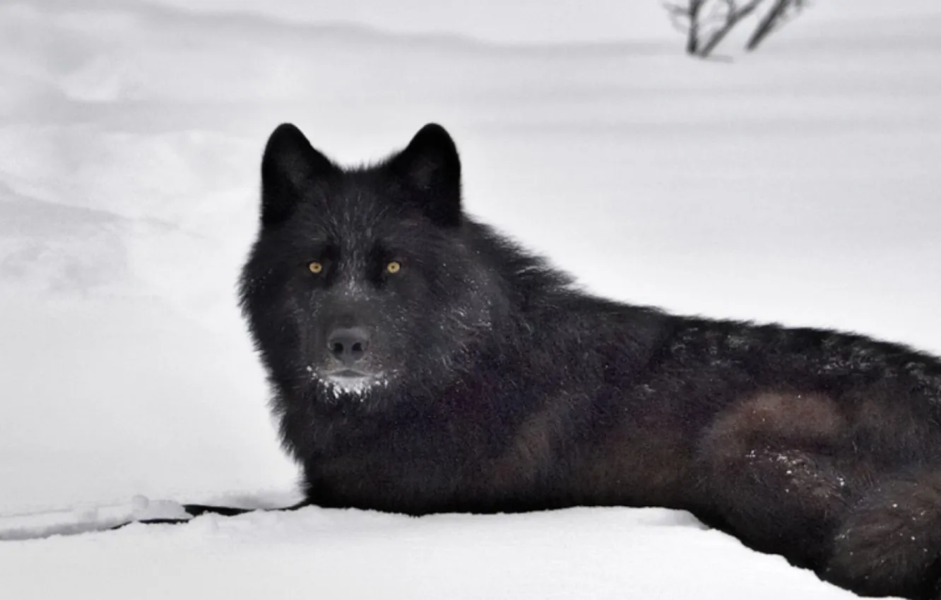 Фото обои nature, predator, animal, wolf, wildlife, portrait, portrait., Canis lupus. face