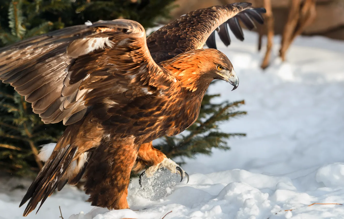 Фото обои зима, снег, природа, птица, хищник, беркут, Олег Богданов