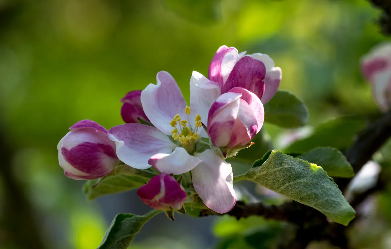 Фото обои макро, природа, лепестки, яблоня, цветение, боке, вксна