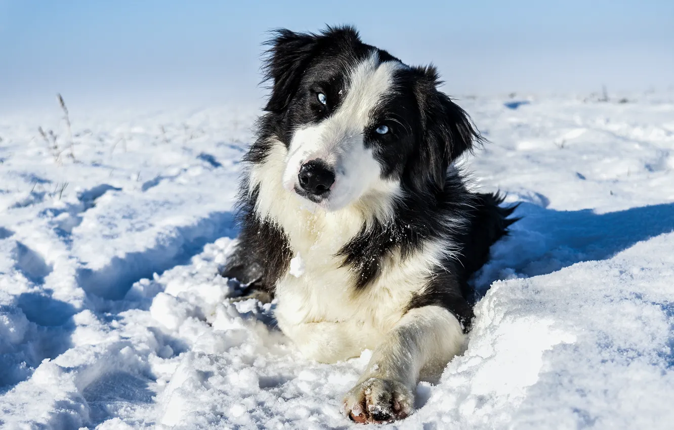 Фото обои зима, взгляд, морда, свет, снег, природа, черно-белая, собака