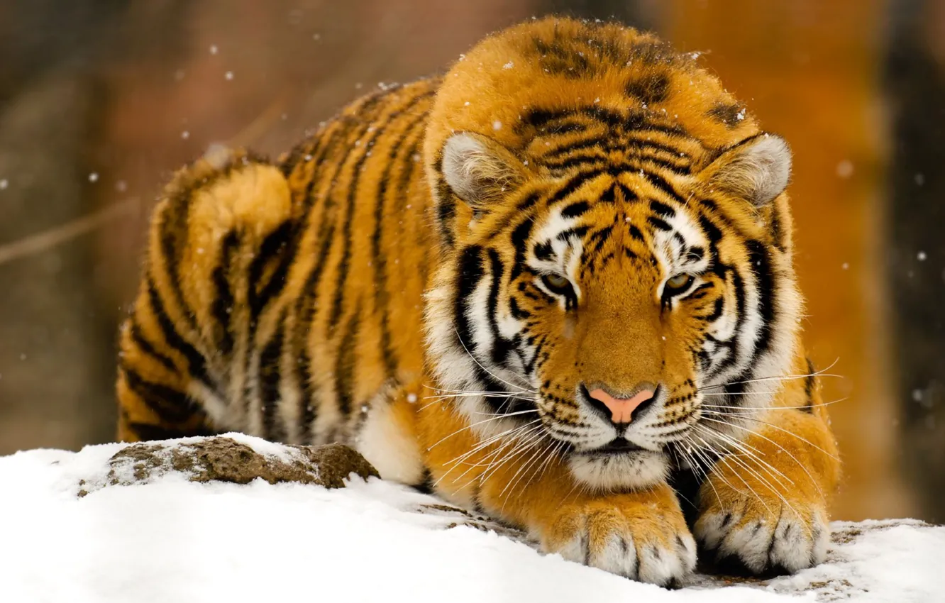 Фото обои зима, снег, тигр, хищник, рыжий, зверь