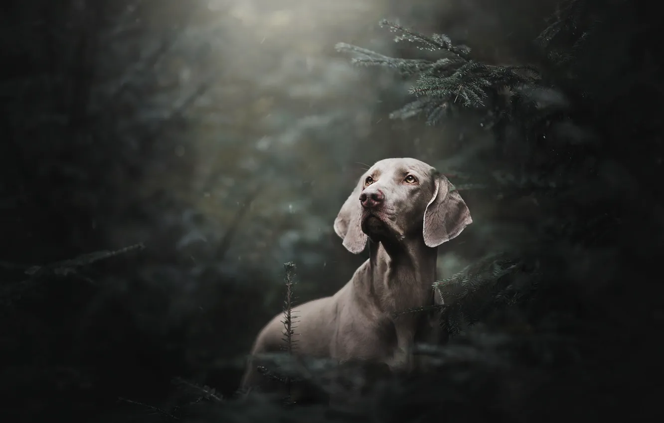 Фото обои лес, дождь, ель, собака, Веймаранер, Веймарская легавая
