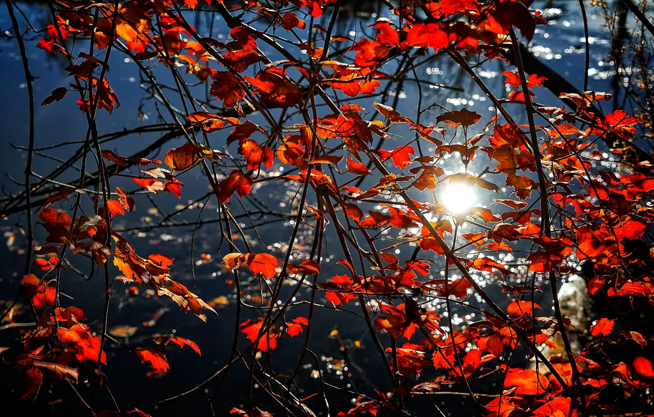 Фото обои осень, листья, вода, ветки, отражение, багрянец