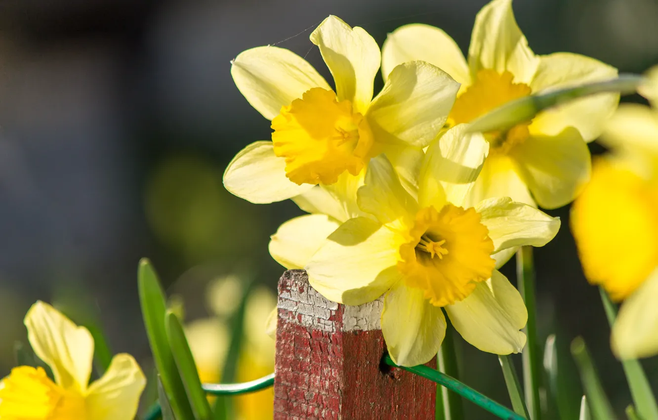 Фото обои Боке, Bokeh, Нарциссы, Желтый цветок, Daffodils, Yellow flower