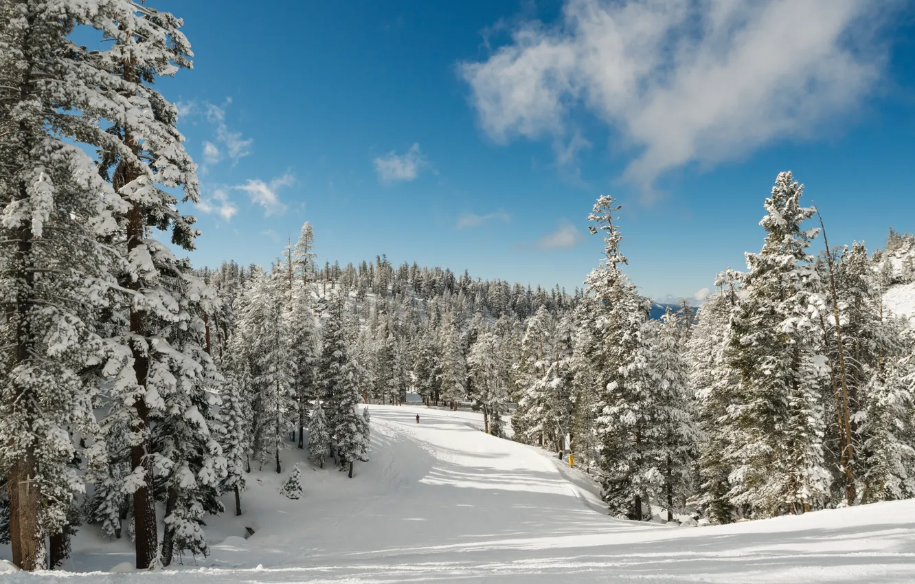Фото обои зима, лес, снег, деревья, горы, озеро, елки, forest