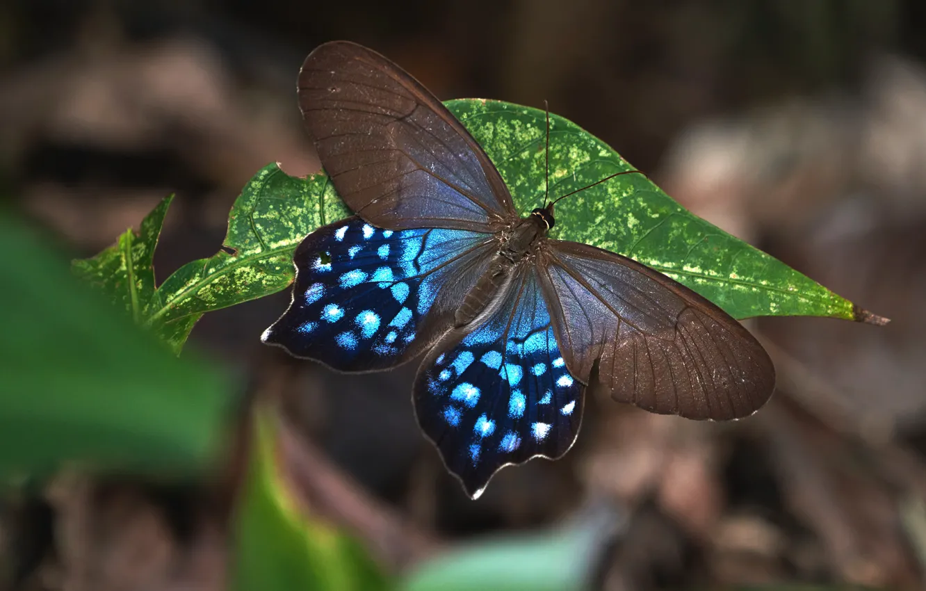 Фото обои макро, темный фон, бабочка, листок, коричнево-голубая