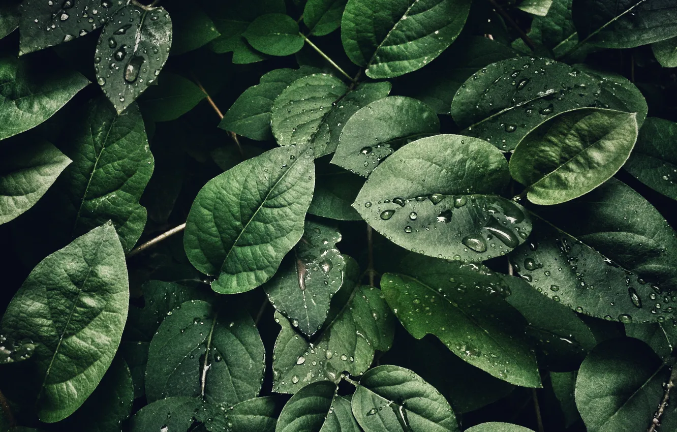 Фото обои Макро, Листок, Капли, Листья, Зеленый, Растения, by Sohail Na
