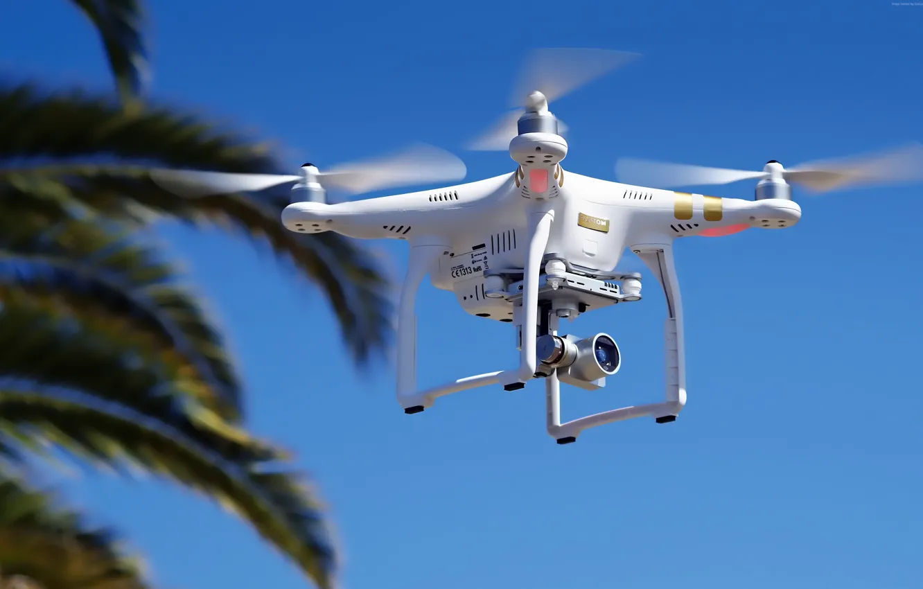 Фото обои Phantom, white, palm tree, drone, high tech, quadcopter, DJI Phantom 3