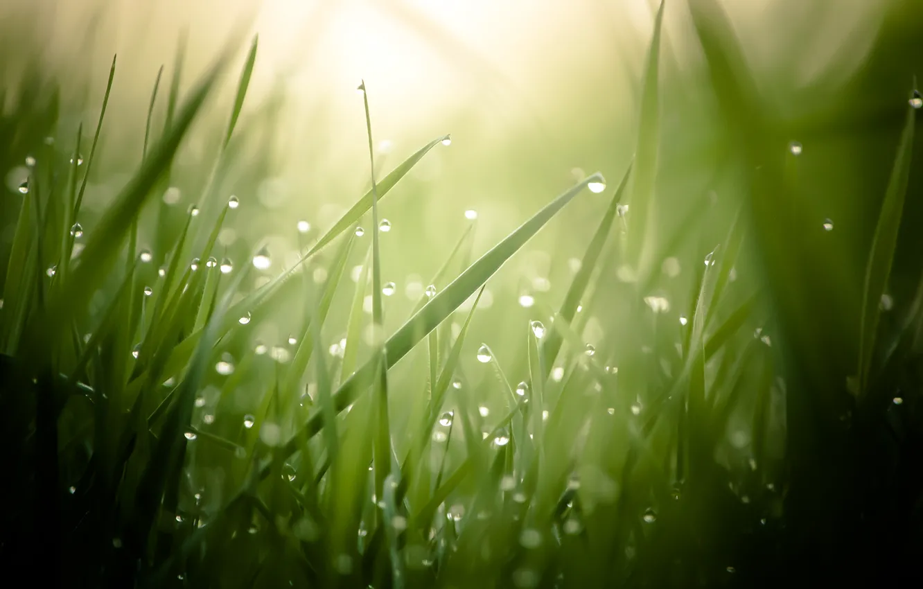 Фото обои grass, morning, dew