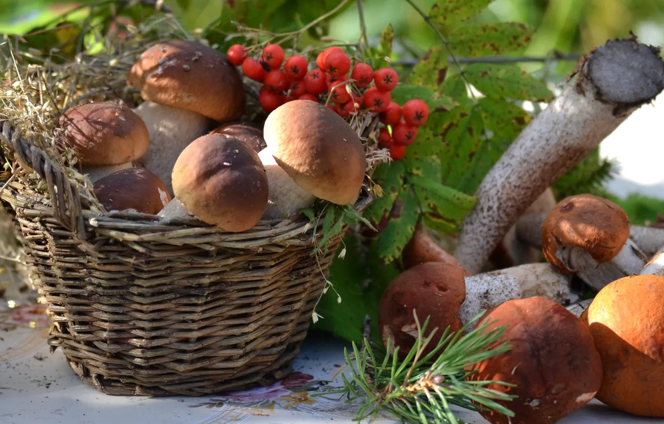 Фото обои корзина, грибы, рябина, боровики