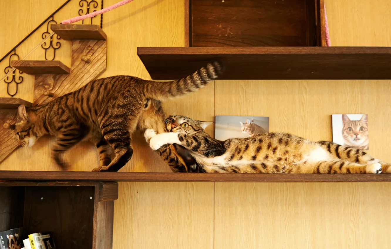 Фото обои кот, дом, коты, игра, полка