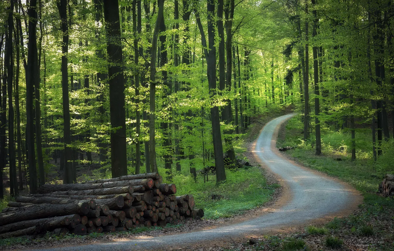 Фото обои дорога, лес, дрова