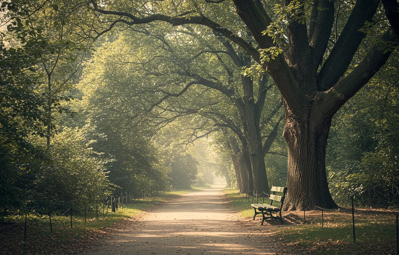 Фото обои лето, деревья, парк, лавочка