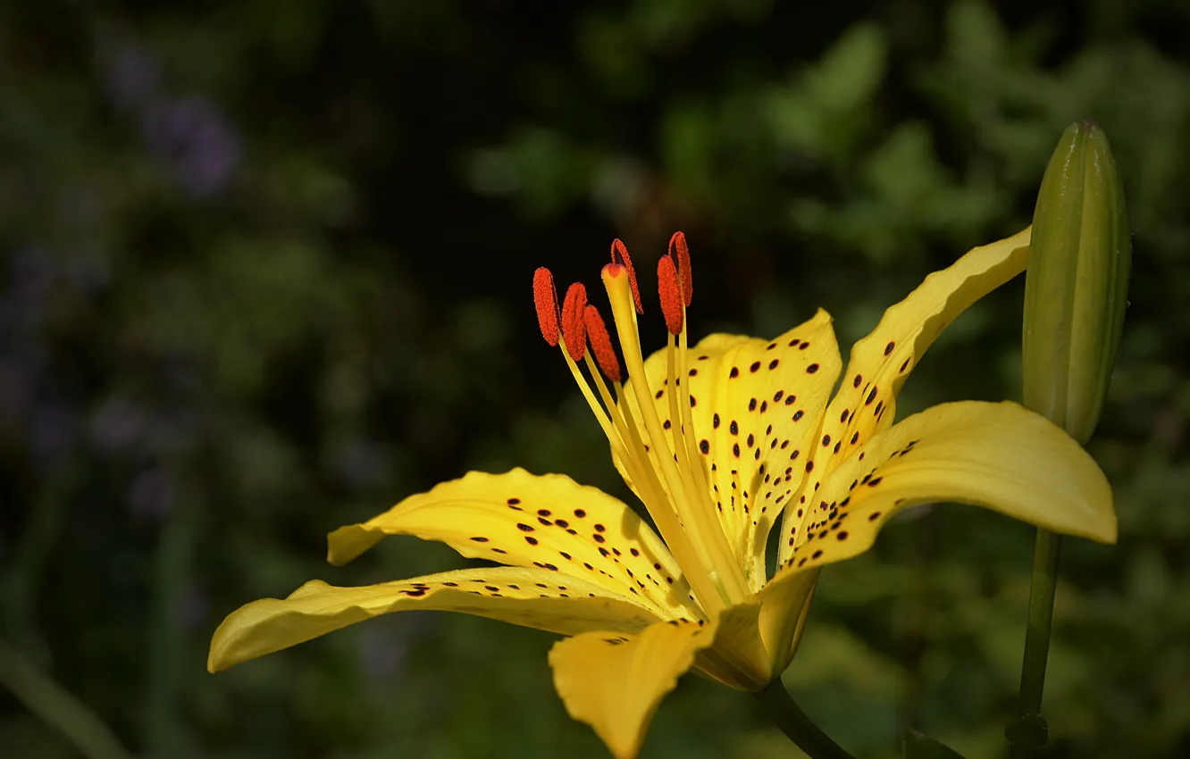 Фото обои лилия, жёлтая, yellow, Lily