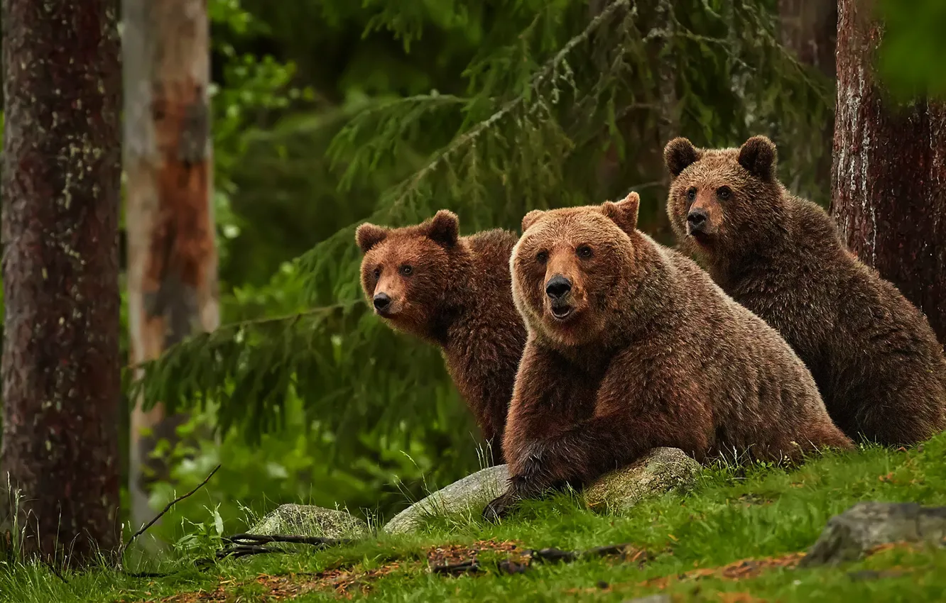 Фото обои лес, взгляд, природа, ель, медведь, медведи, три, медвежонок