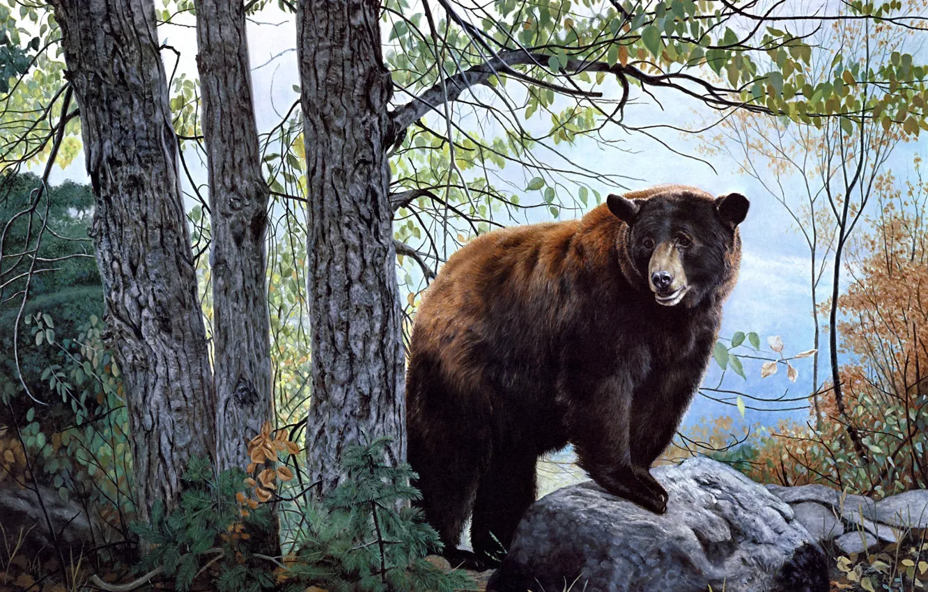 Фото обои forest, бурый медведь, bear, nature, painting, Charles Frace, Morning Watch