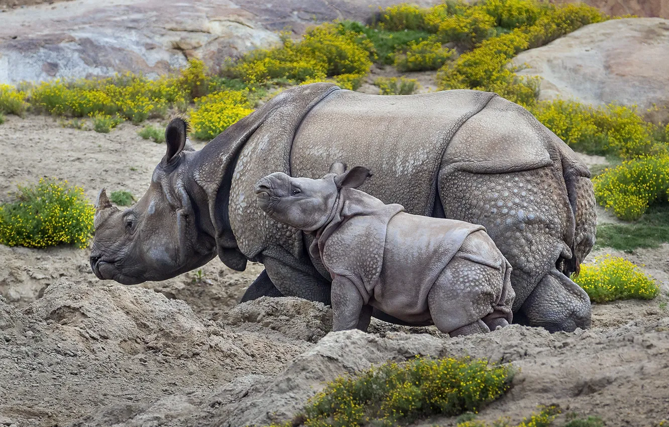 Фото обои природа, фон, носороги