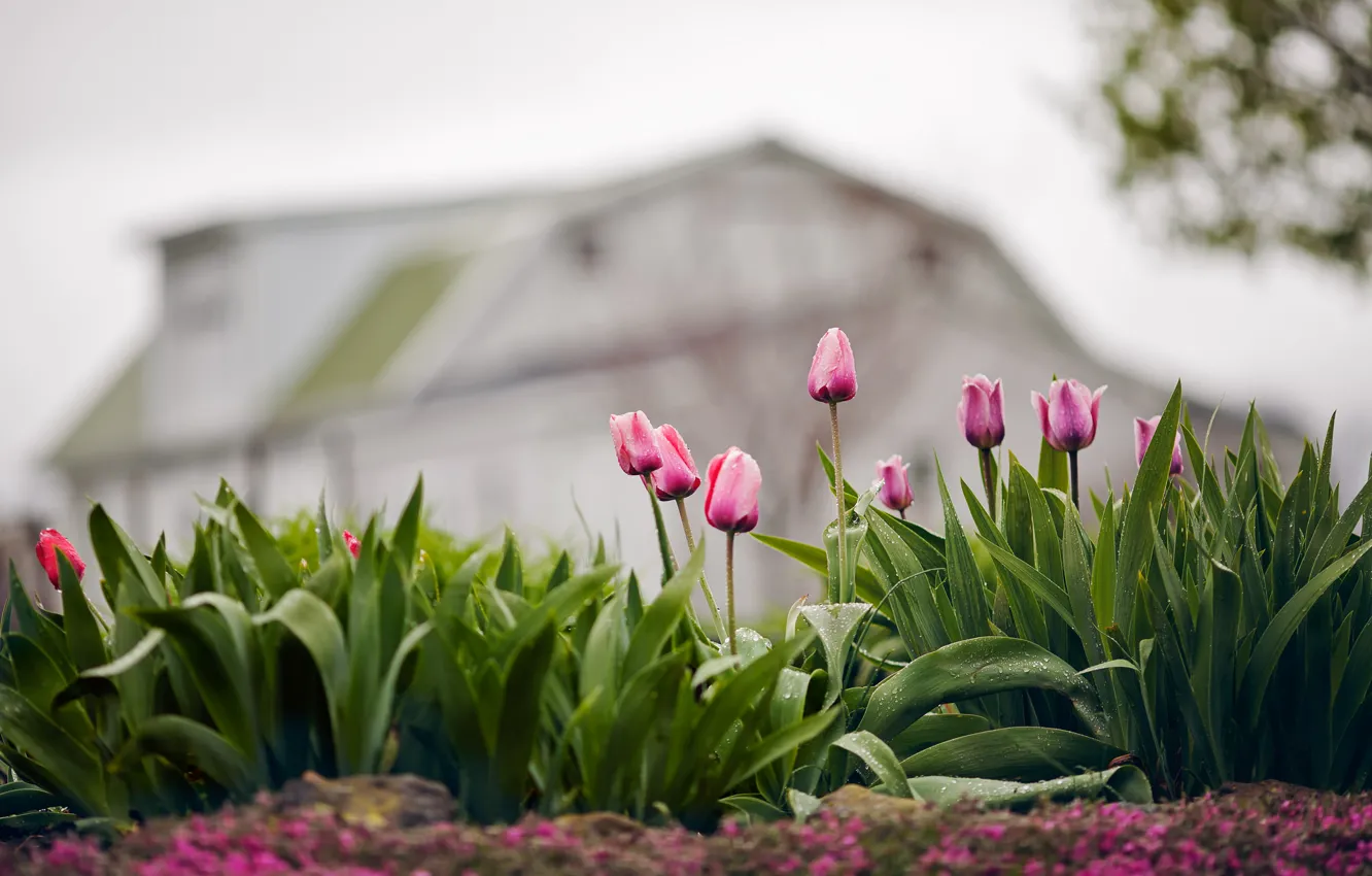 Фото обои капли, цветы, природа, дождь, весна, тюльпаны, боке