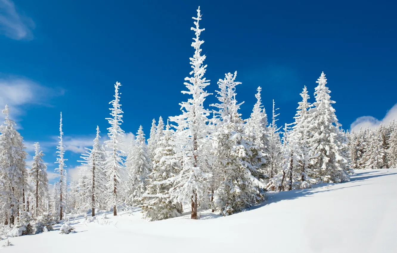 Фото обои зима, лес, снег, Природа