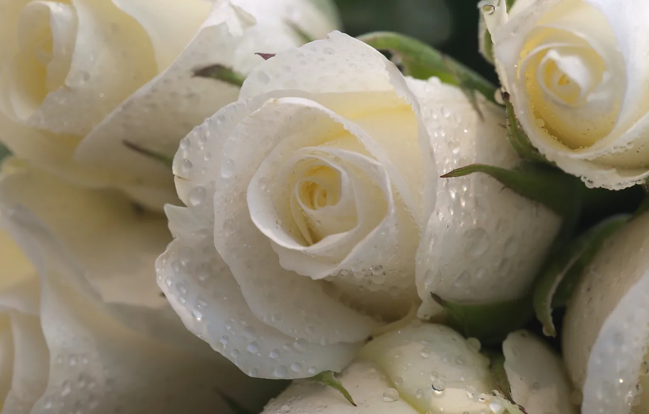 Фото обои капли, макро, цветы, розы, белые