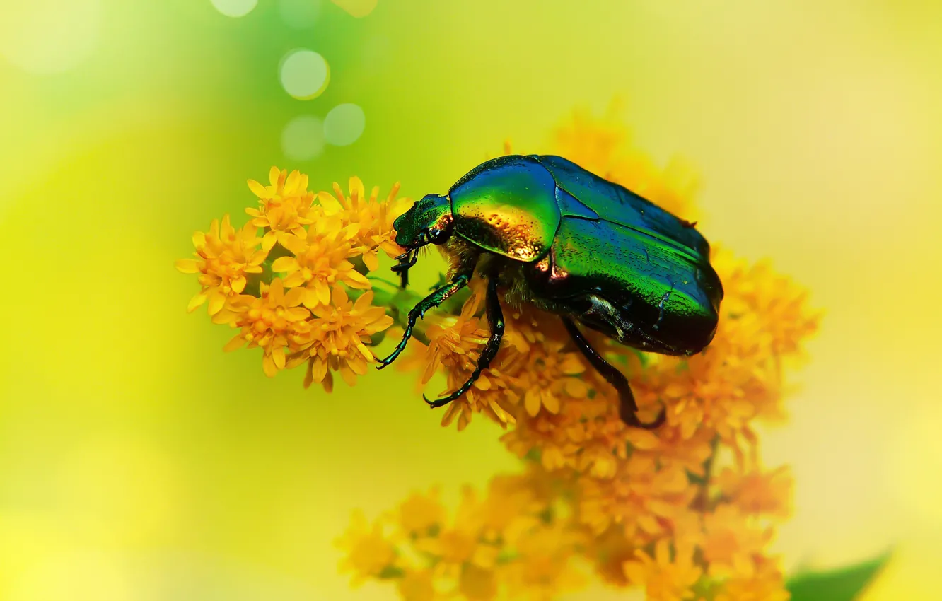 Фото обои лето, макро, цветы, желтый, зеленый, фон, жук, насекомое