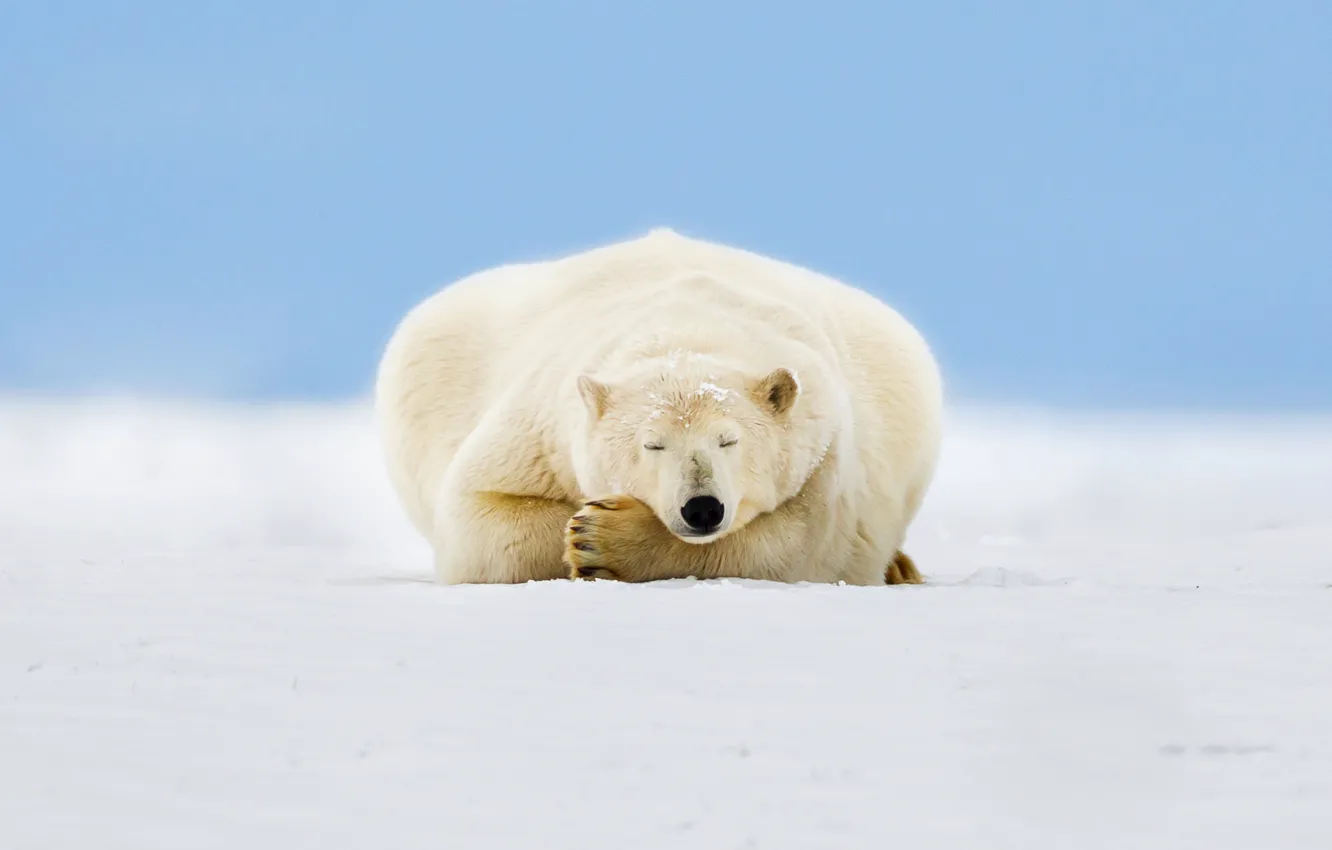 Фото обои лед, небо, снег, Аляска, белый медведь, Beaufort Sea, Arctic National Wildlife Refuge