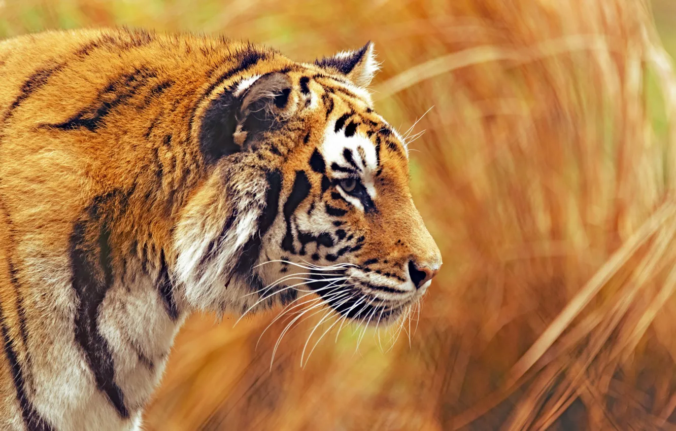 Фото обои взгляд, профиль, бенгальский тигр