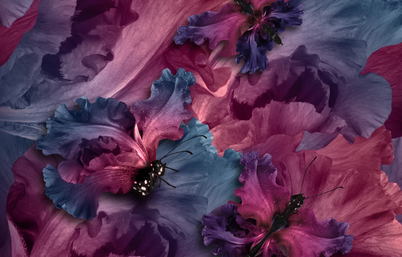 Фото обои бабочки, лепестки, water, purple, butterflies, floral