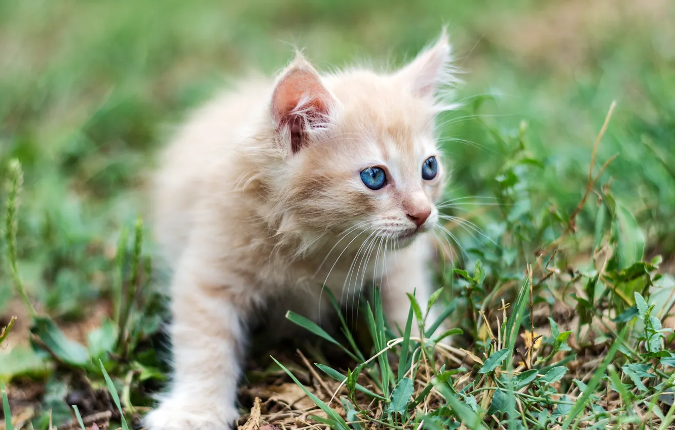 Фото обои трава, малыш, рыжий, котёнок, голубые глаза, боке