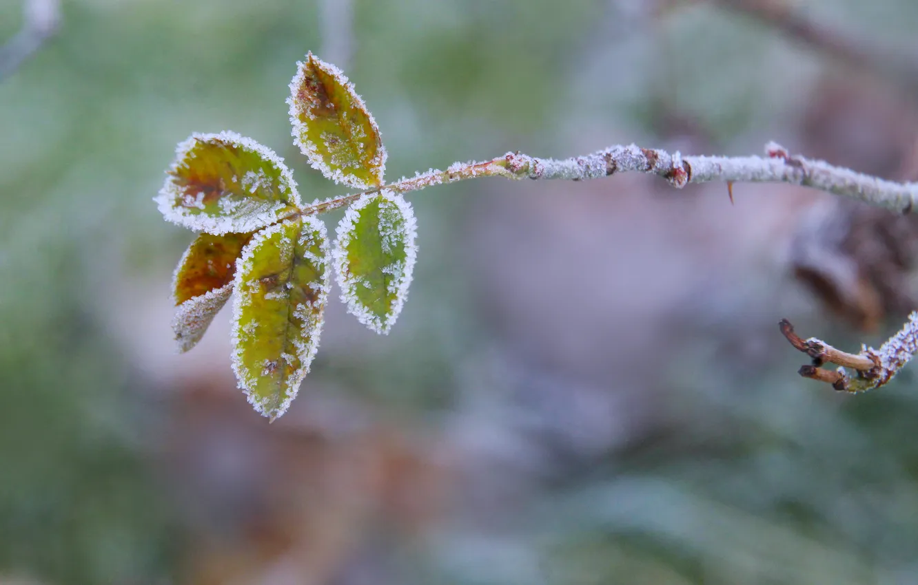 Фото обои winter, leaf, hoarfrost