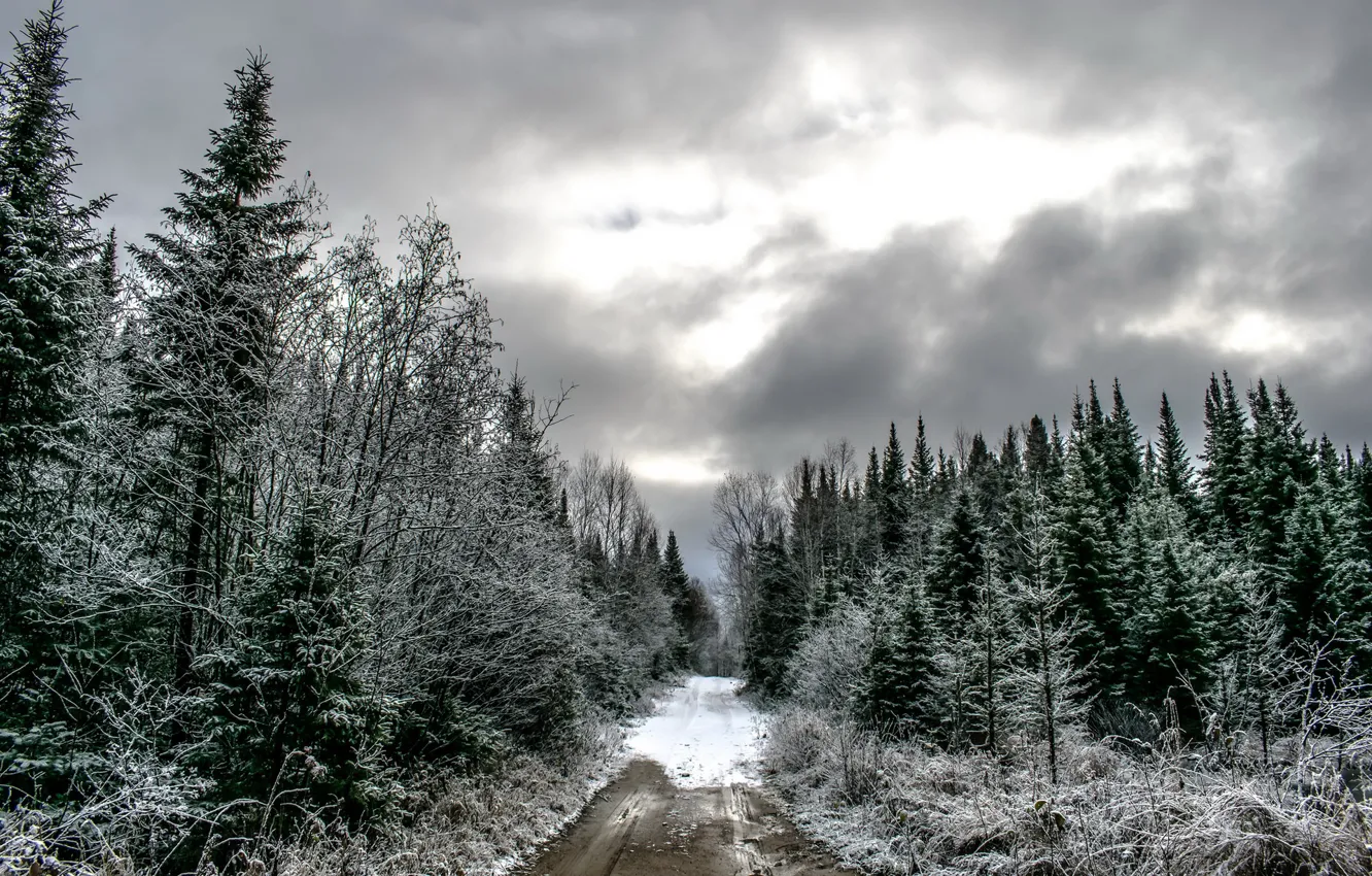 Фото обои зима, дорога, лес