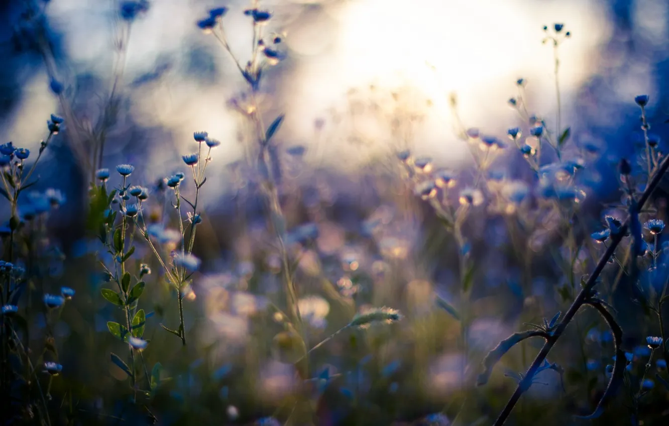 Фото обои макро, свет, light, macro, полевые цветы, wildflowers