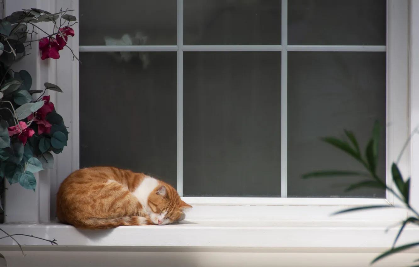 Фото обои Cat, Window, Sleep