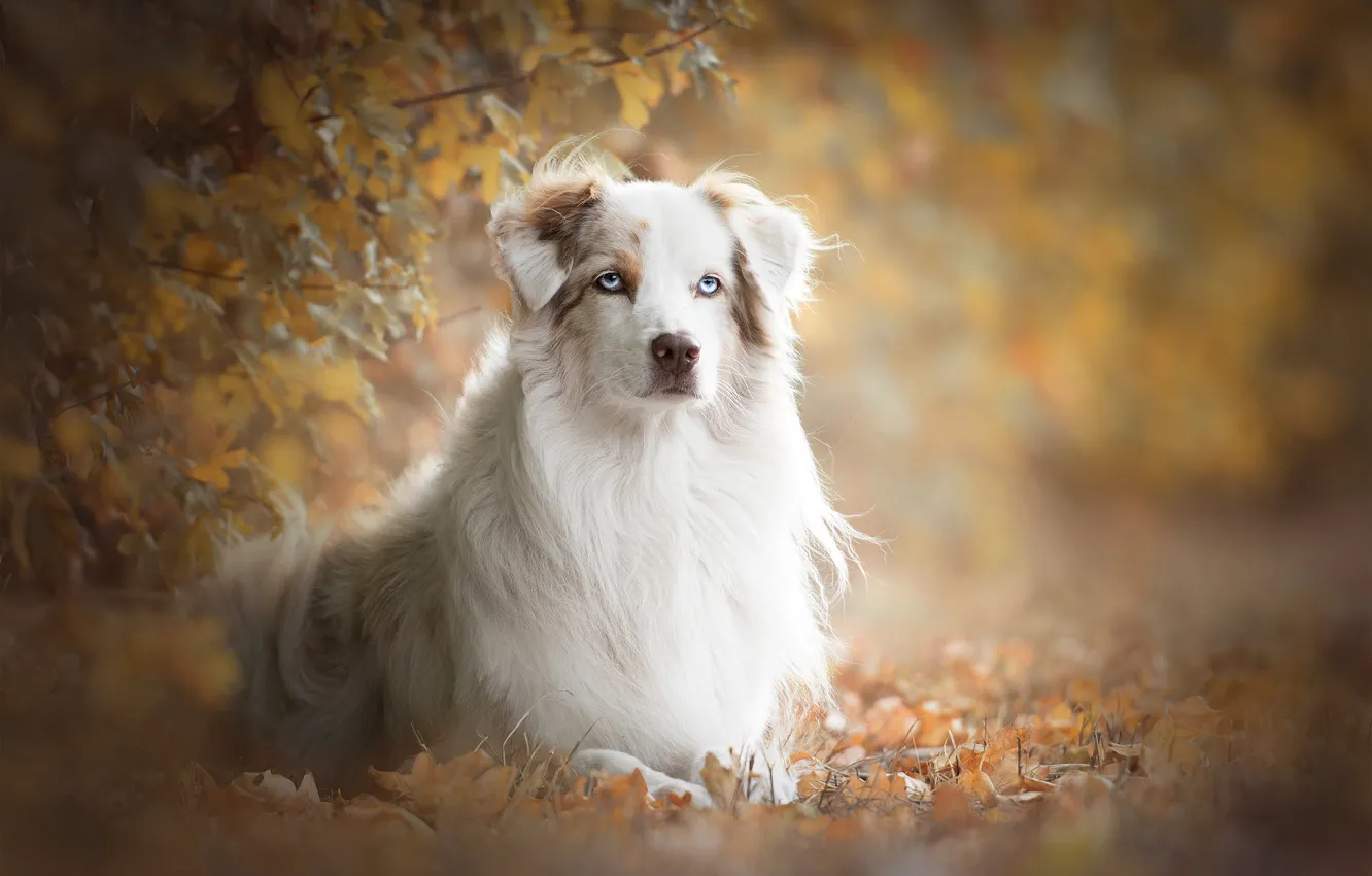 Фото обои осень, взгляд, листья, ветки, портрет, собака, боке, Австралийская овчарка