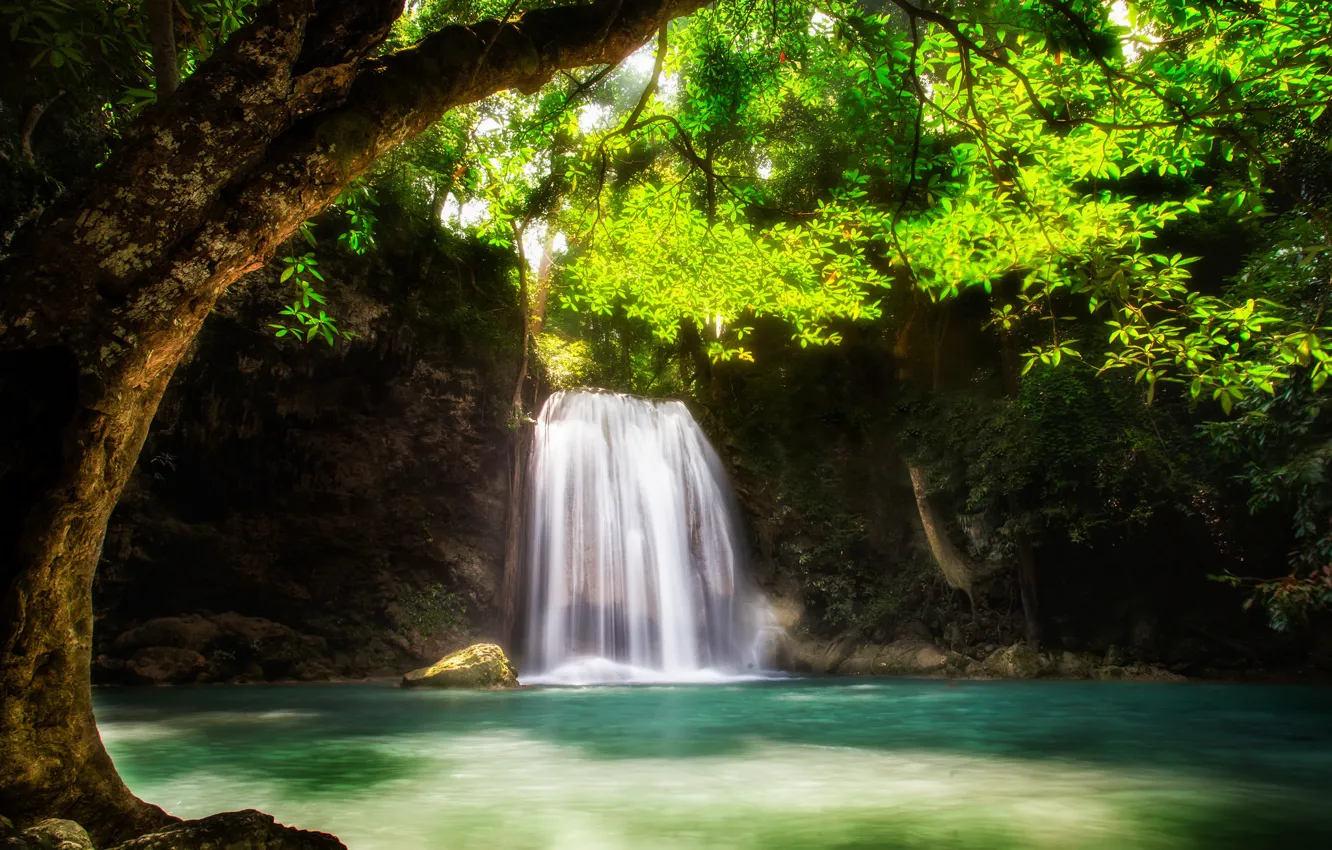 Фото обои вода, дерево, водопад, поток