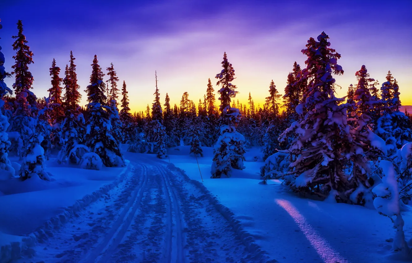 Фото обои зима, закат, ёлки