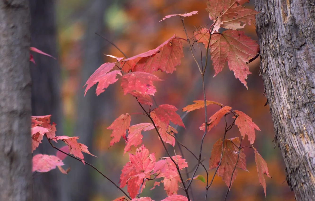 Фото обои осень, листья, дерево, ветка, ствол