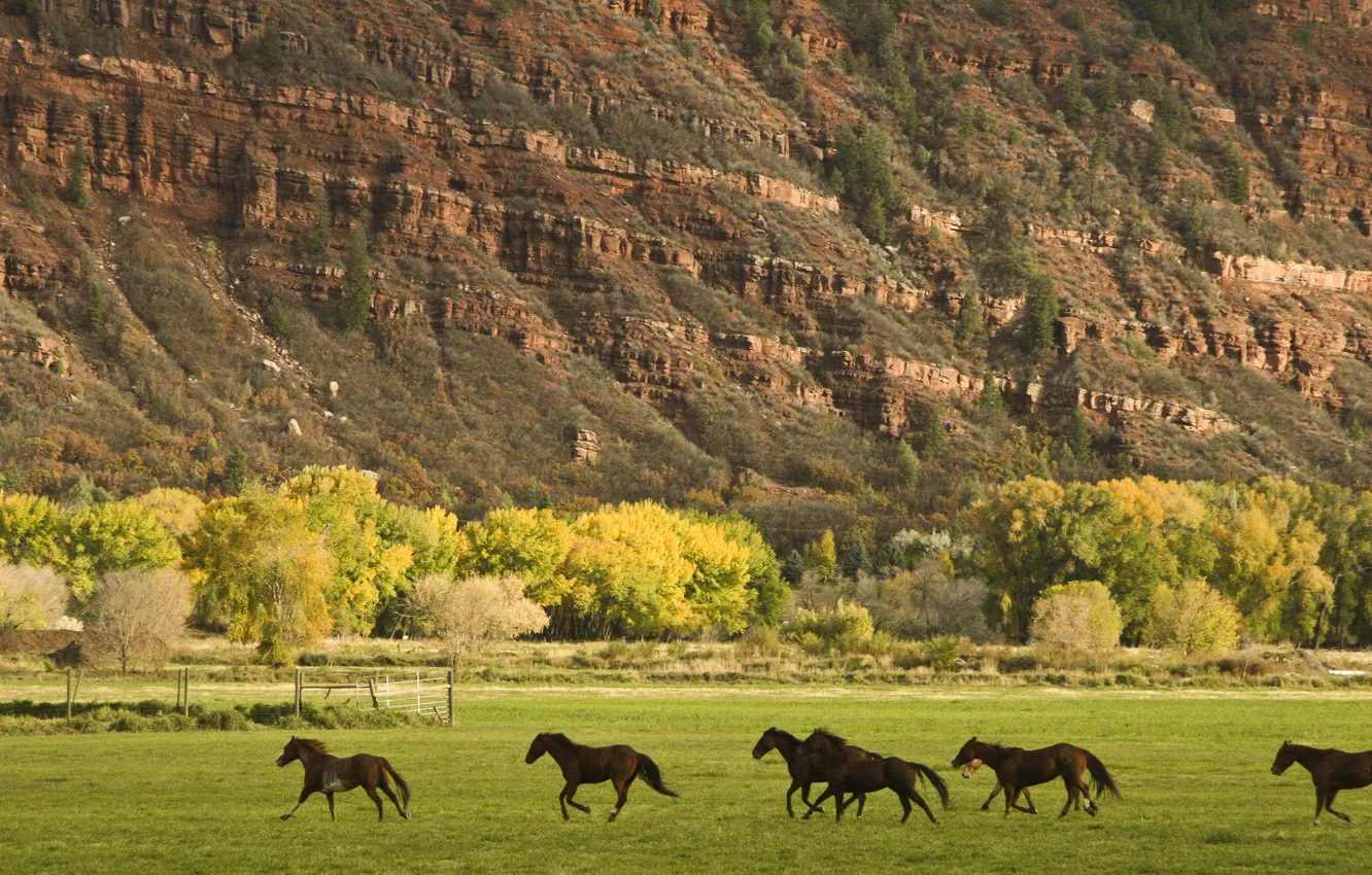 Фото обои animals, horses, wildhorses, ..Galloping