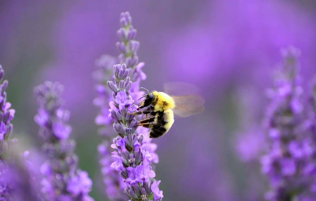 Фото обои полет, пчела, лаванда
