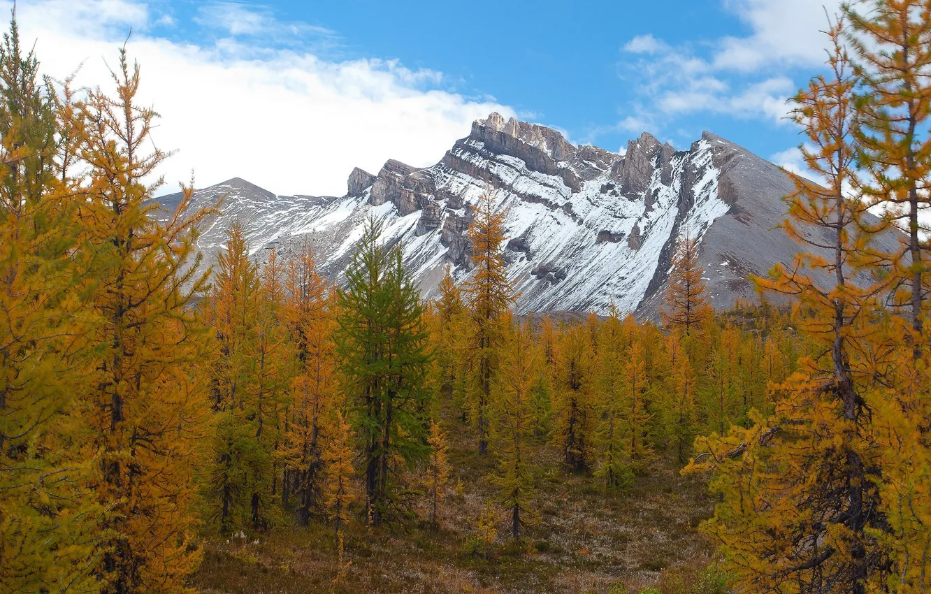Фото обои trees, autumn, mountains, snow, Rockies