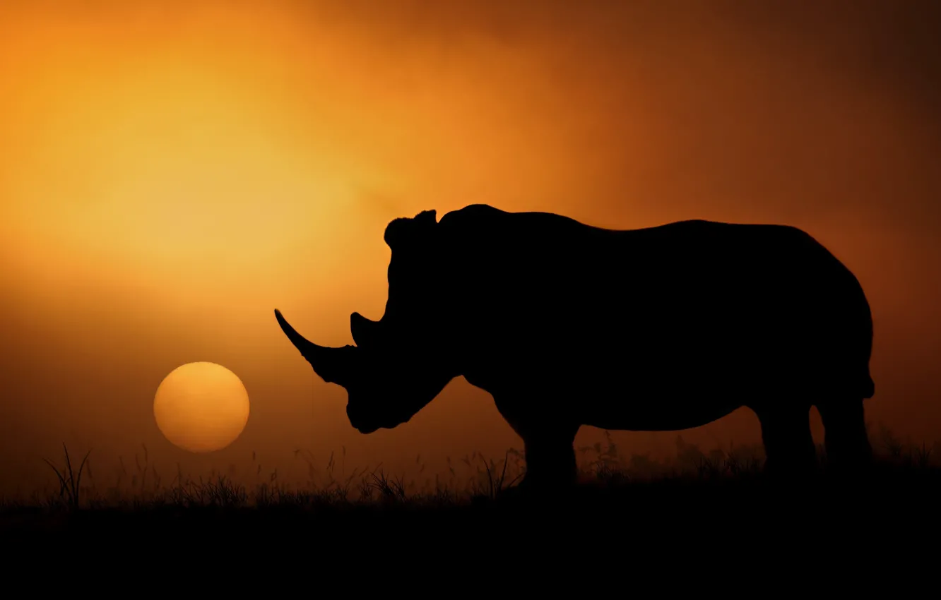 Фото обои солнце, вечер, силуэт, Африка, носорог