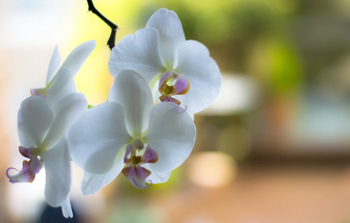 Фото обои цветы, ветка, лепестки, белые, орхидеи