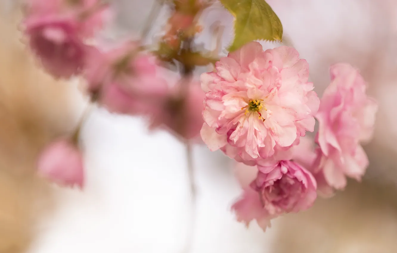 Фото обои макро, цветы, ветки, размытие, весна, сакура, розовые, цветение