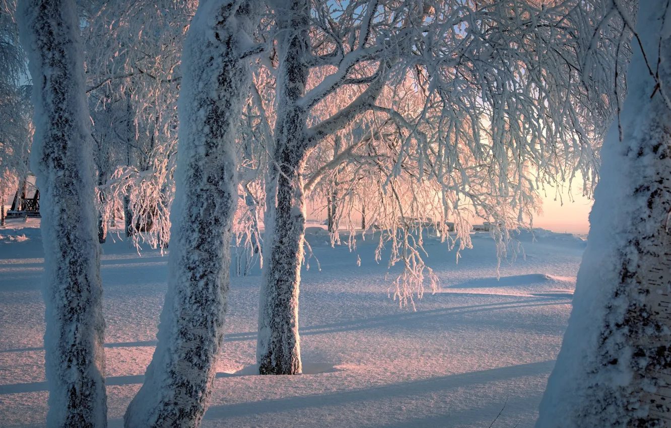 Фото обои зима, снег, деревья, природа, мороз, тени, берёзы, Белая гора
