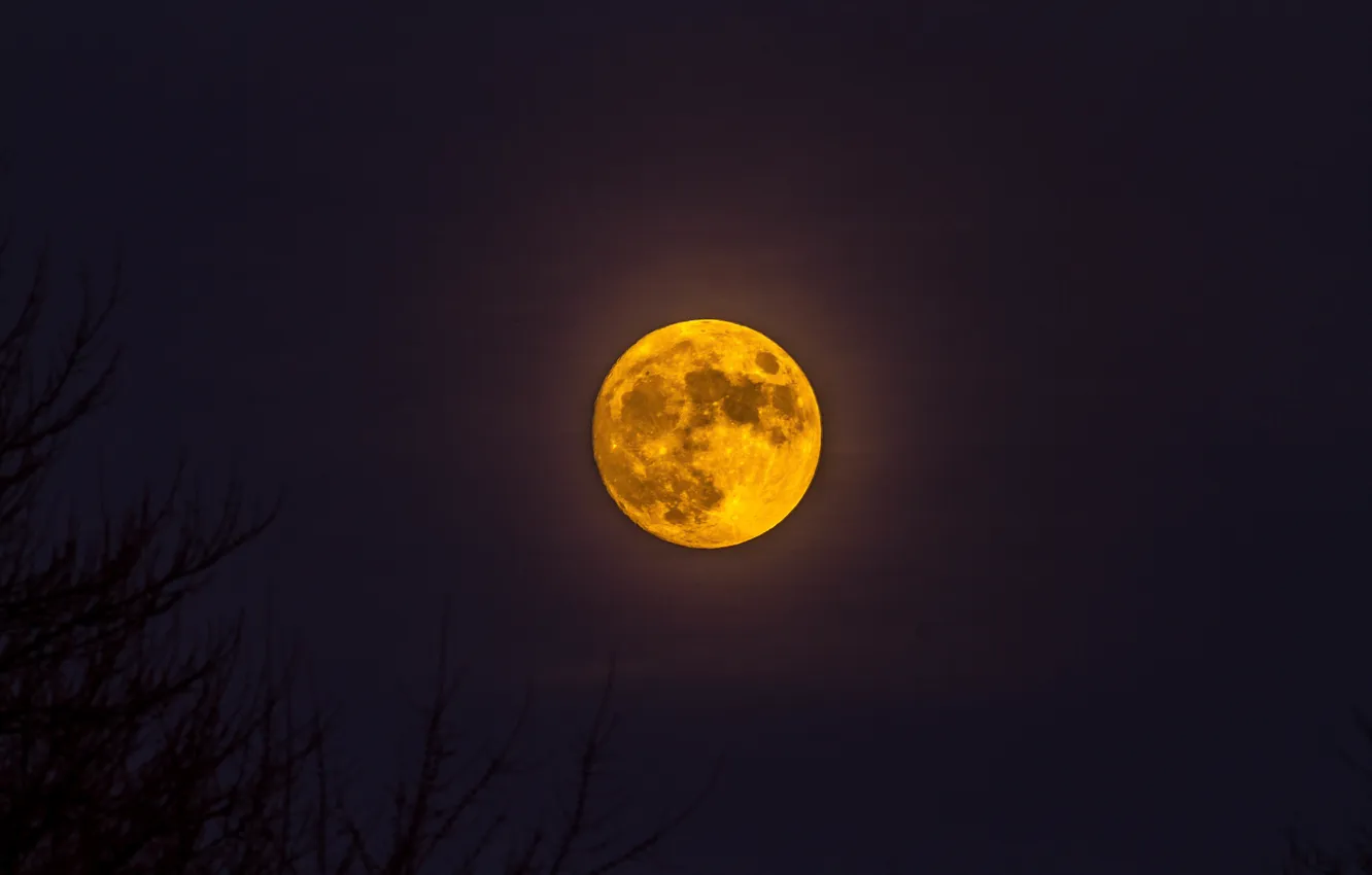 Фото обои ночь, луна, спутник, силуэты