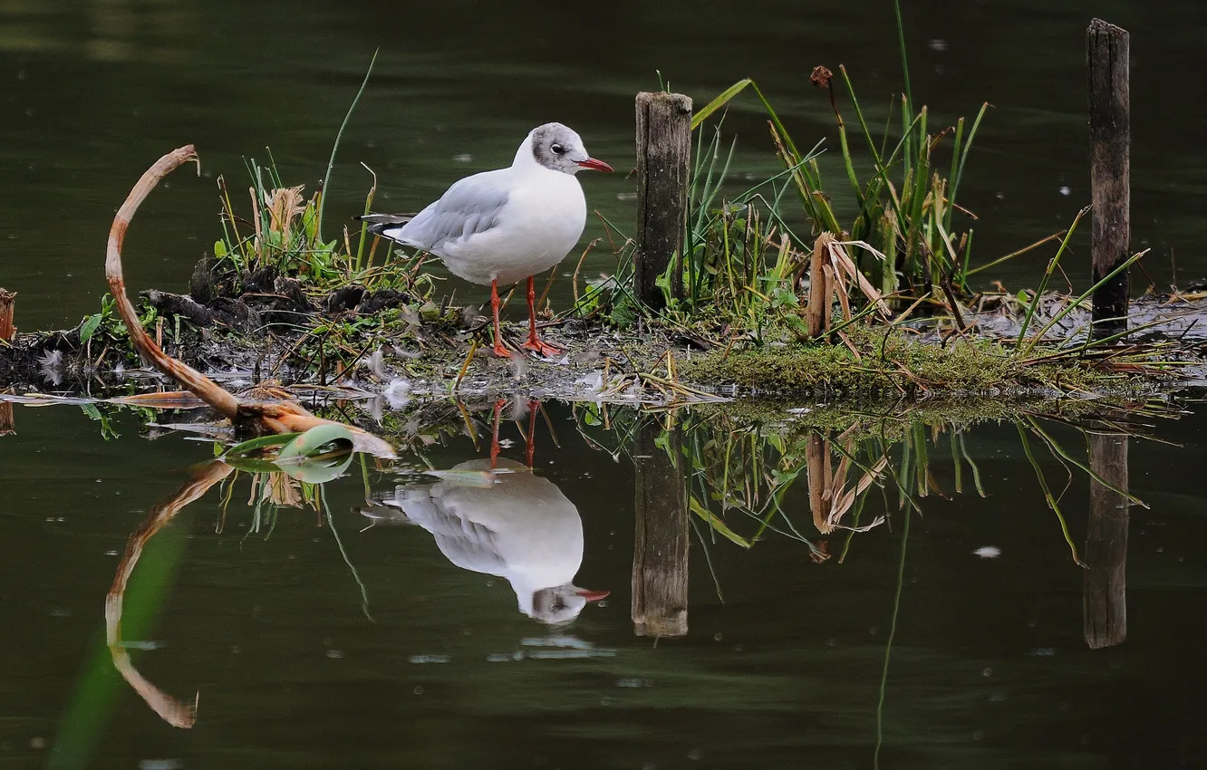 Фото обои трава, отражение, птица, чайка, островок, водоем
